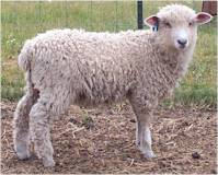 A Leicester Longwool ewe lamb