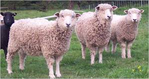 Leicester Longwool yearling ewes